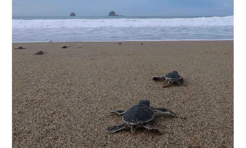 The shores of Mera Batiri National Park in Indonesia are nesting grounds for several species of turtle
