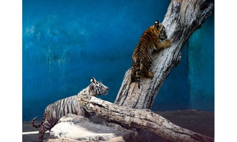 Tigers are classified as 'endangered' by the International Union for Conservation of Nature