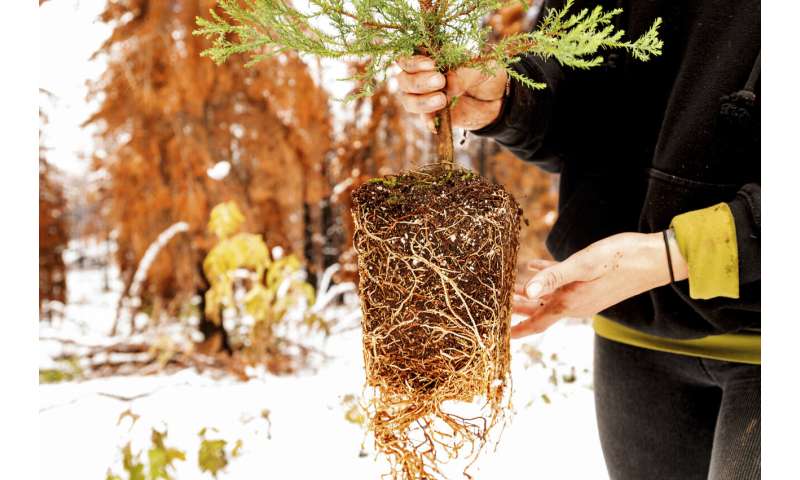 Tiny seedlings of giant sequoias rise from ashes of wildfire