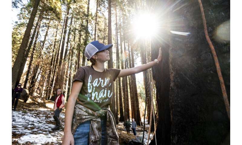 Tiny seedlings of giant sequoias rise from ashes of wildfire