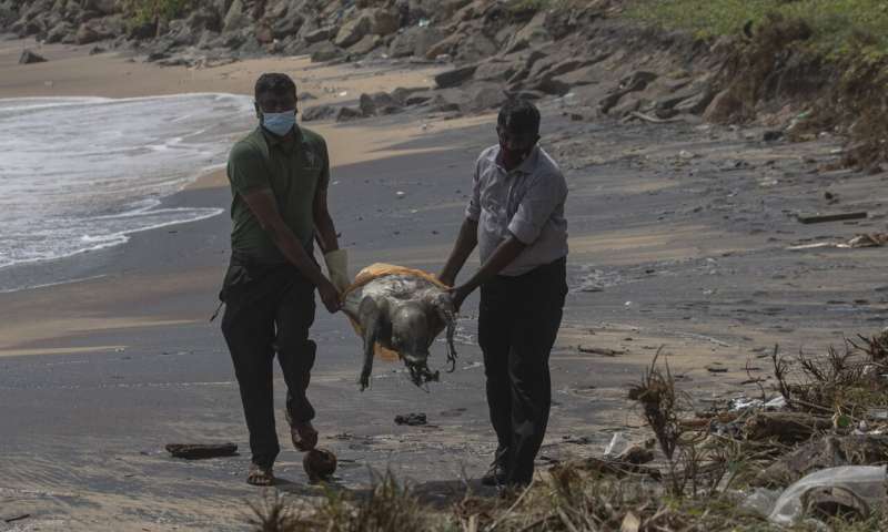 Turtle carcasses wash ashore in Sri Lanka after ship fire