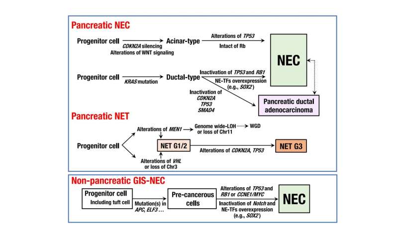 Up to our NECs in it: in-depth genomic analysis of a rare carcinoma