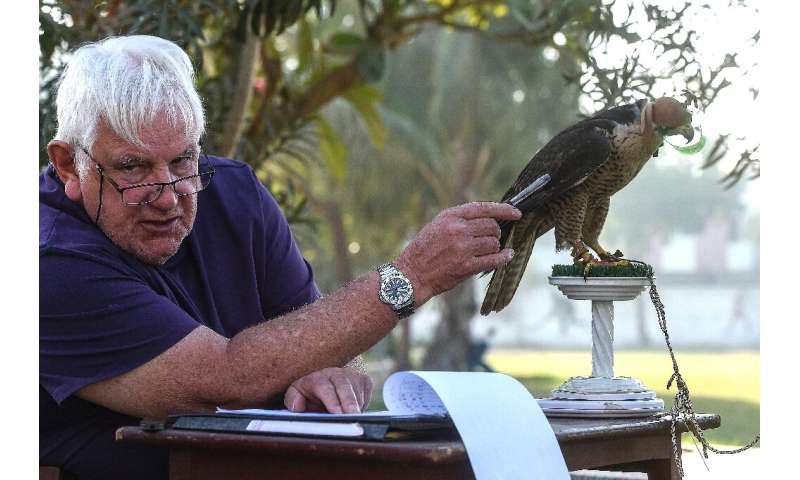Veteran falcon conservationist Bob Dalton says most species of falcon are either in decline or on the point of being unstable