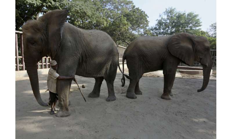 دامپزشکان خواستار کمک پزشکی برای 2 فیل پاکستانی هستند