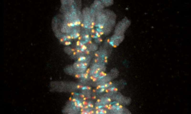 Wait for me: Cell biologists decipher signal that ensures no chromosome is left behind