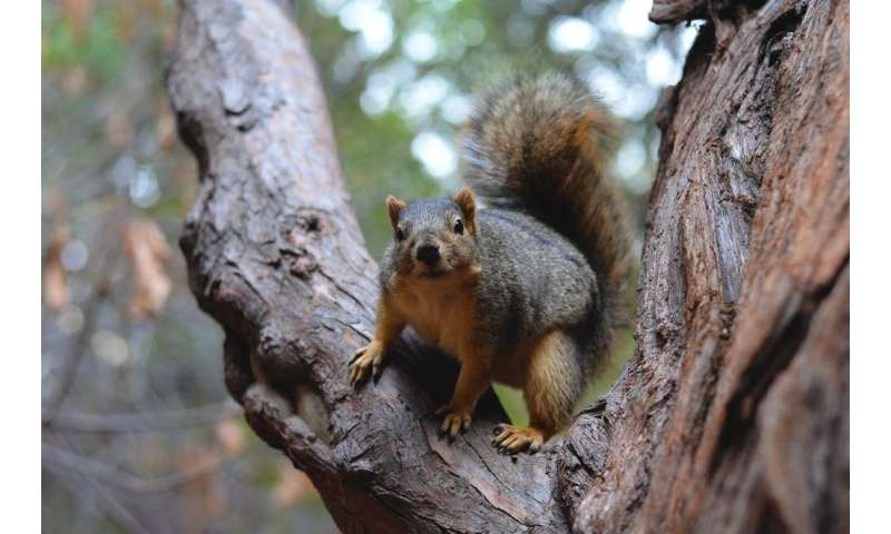 We used peanuts and a climbing wall to learn how squirrels judge their leaps so successfully
