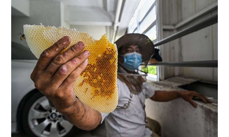 Wearing a short-sleeved shirt, trousers and sandals, Ooi is relaxed as he scoops up bees and honeycomb with his hands