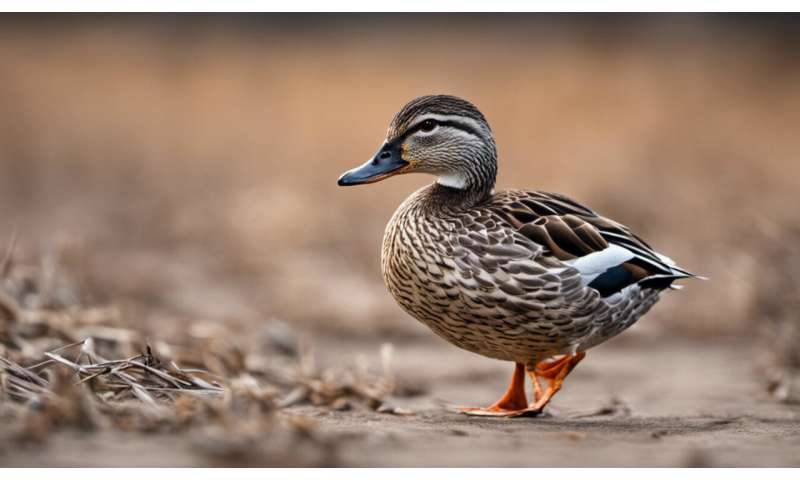 What to feed ducks – according to science