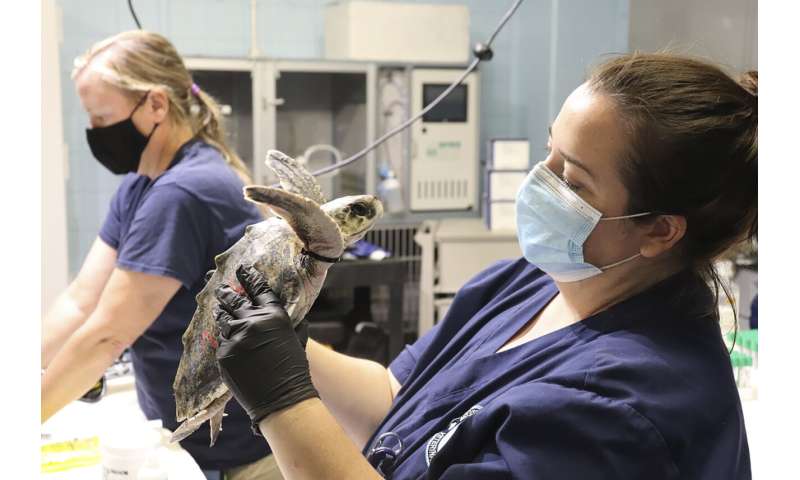 When turtles fly: Cold-stunned animals nursed in Mississippi