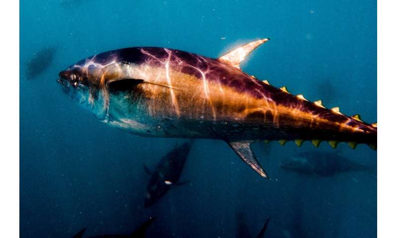 Alors que le thon rouge de l'Atlantique a connu une reprise spectaculaire, le thon rouge du Pacifique continue d'être en danger critique d'extinction