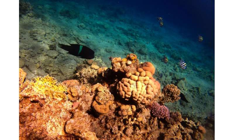While coral populations around the world are under threat from bleaching caused by climate change, the reefs in Eilat have remai
