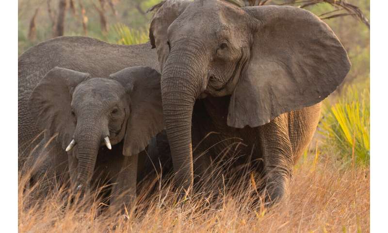 De ce nu au coarne?  Sfaturi privind uciderea elefanților în evoluția elefanților