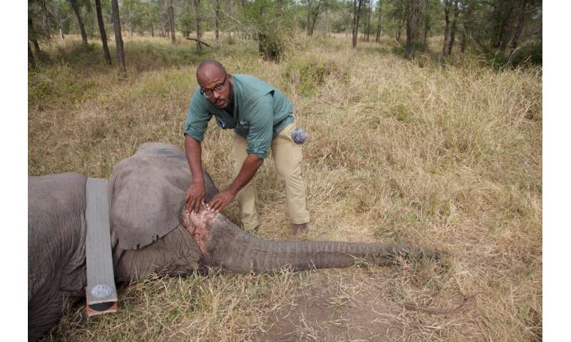 Why no tusks? Poaching tips scales of elephant evolution
