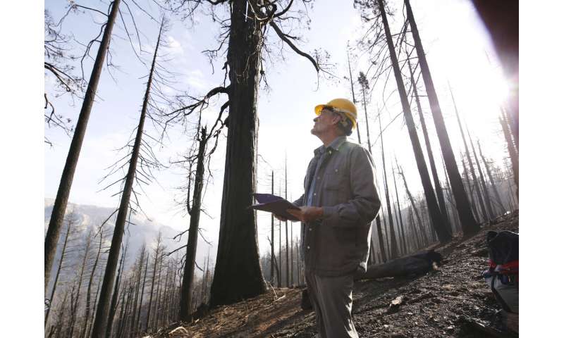 Wildfires torched up to a fifth of all giant sequoia trees