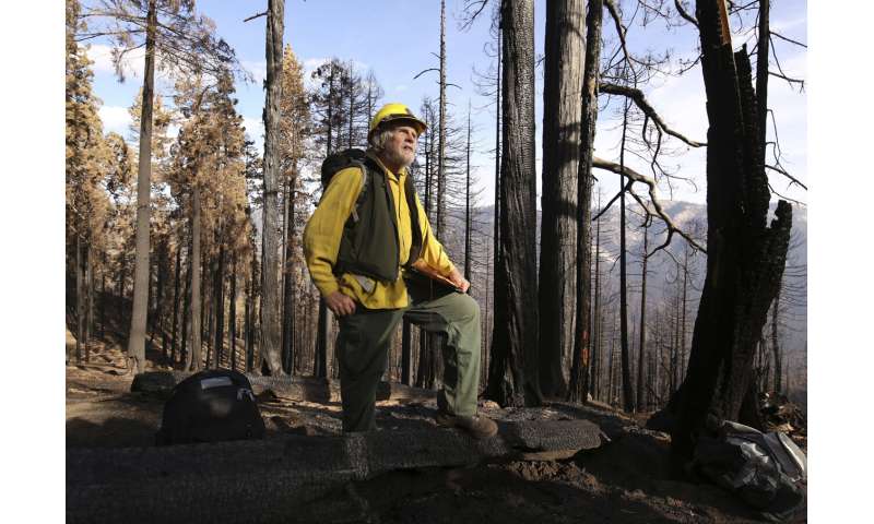 Wildfires torched up to a fifth of all giant sequoia trees