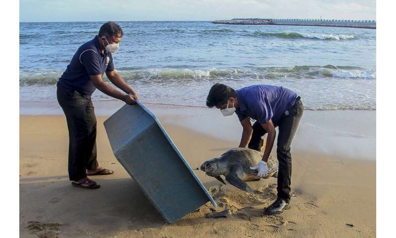 Wildlife officials remove the carcass of a sea turtle washed ashore at Galle Face beach in Colombo last week