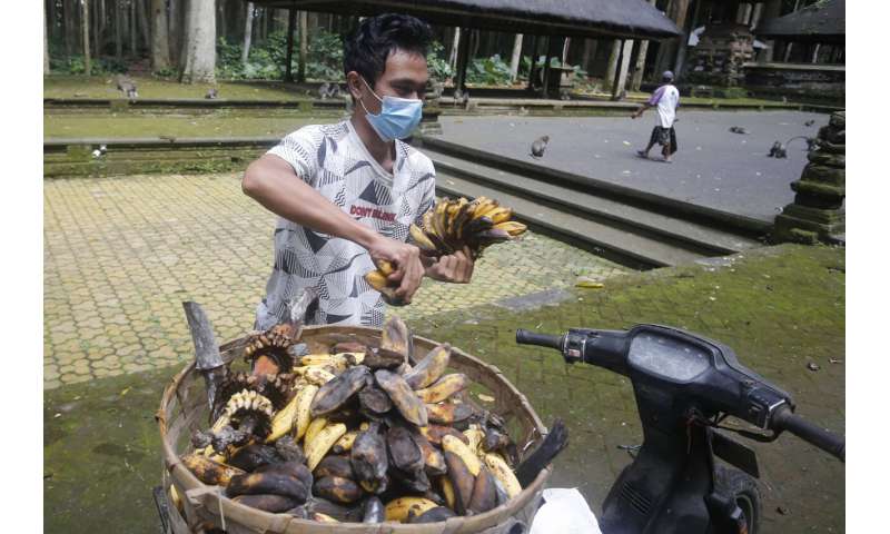 With no tourist handouts, hungry Bali monkeys raid homes