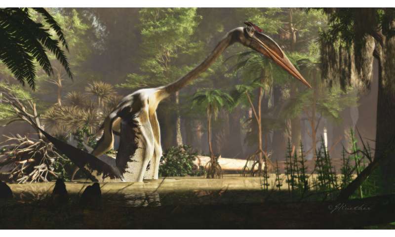 World's largest pterosaur leaped aloft to fly