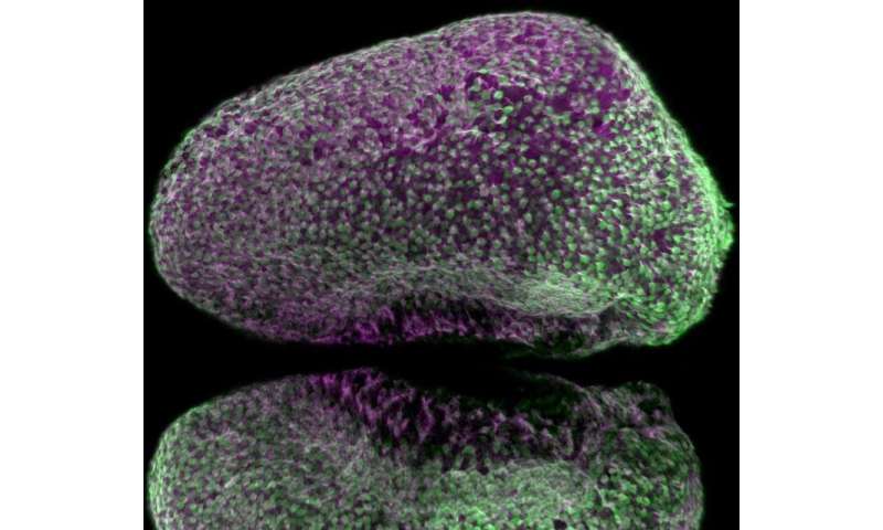 斑马鱼的大脑表明，新的神经元在大脑中以协调的方式形成