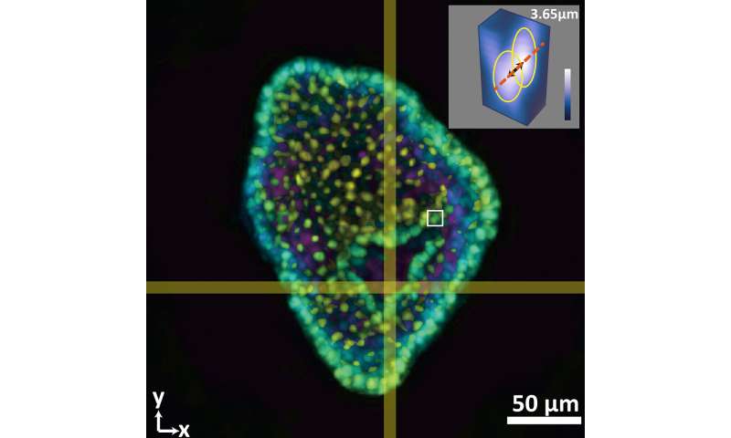 3D in a snap: Developing a next generation system for imaging organoids