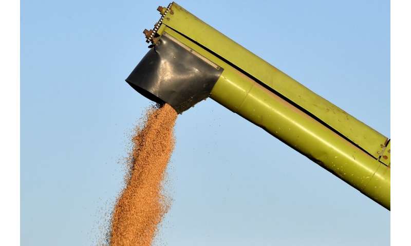 Una cosechadora descarga trigo durante la temporada de cosecha en la región de Sidi Thabet