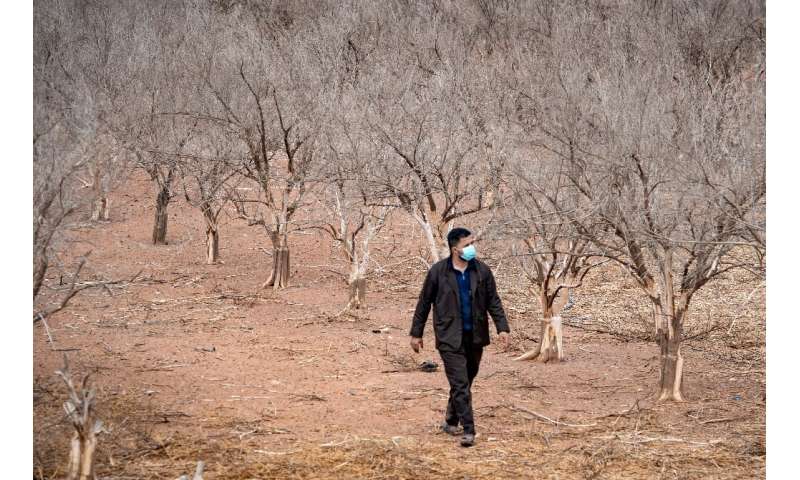 A farmer walks among orange trees hit by drought, in Morocco's southern plains of Agadir in the country's agricultural heartland