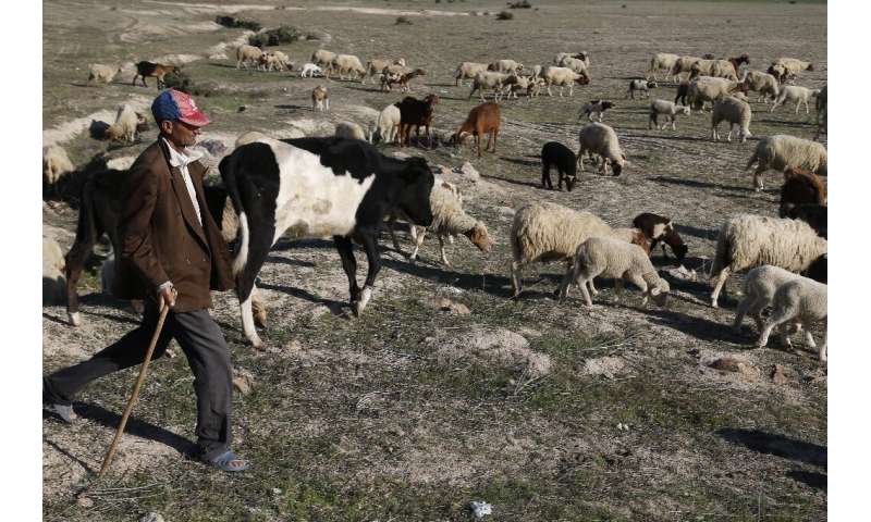 A Moroccan shepard walks his herd on March 12, 2022 in the village of Ezzhiliga, some 100 kilometres east of Rabat
