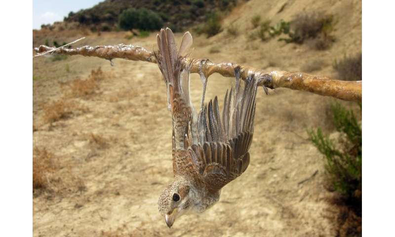 A red-backed shrike (Lanius collurio) is caught in a limestick bird trap and is shown in a photo published by BirdLife Cyprus at Septem.
