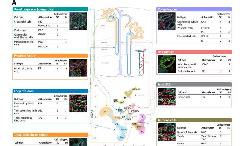 A reference tissue atlas for the human kidney