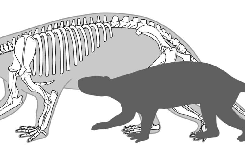 หลังจากที่ไดโนเสาร์สูญพันธุ์ สัตว์เลี้ยงลูกด้วยนมเติบโตเร็วขึ้นและตายน้อยลง