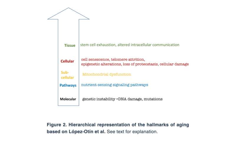 Aging-US: Hallmarks of cancer and hallmarks of aging reviewed