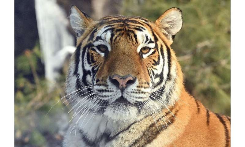 Amur tigers are an endangered species