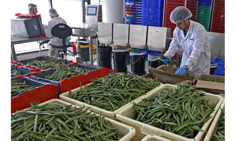An employee sorts vanilla beans at the production hall of start-up Vanilla Vida in the central Israeli city of Or Yehuda