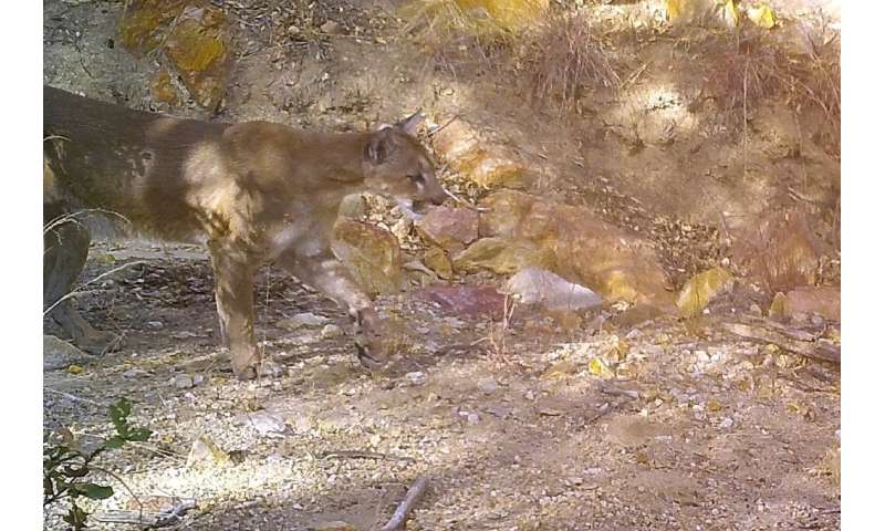 An image released by Sky Island Alliance shows a mountain lion in the Patagonia Mountains of Arizona