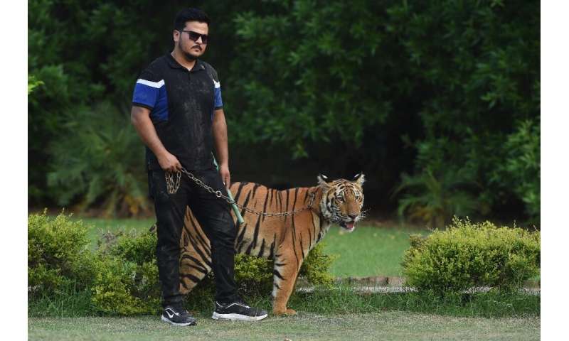 El coleccionista de animales Nouman Hassan, visto aquí con su tigre mascota el 4 de agosto, dice que 