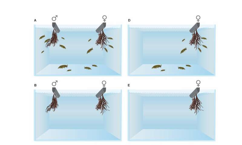 Determinación del papel del animal en la fecundación de las algas