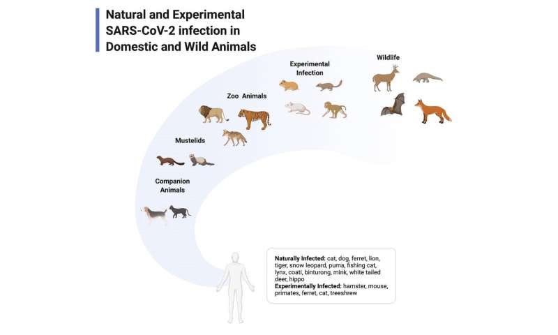 动物病毒学家解释了如何在动物身上找到冠状病毒，以及为什么人类需要担心