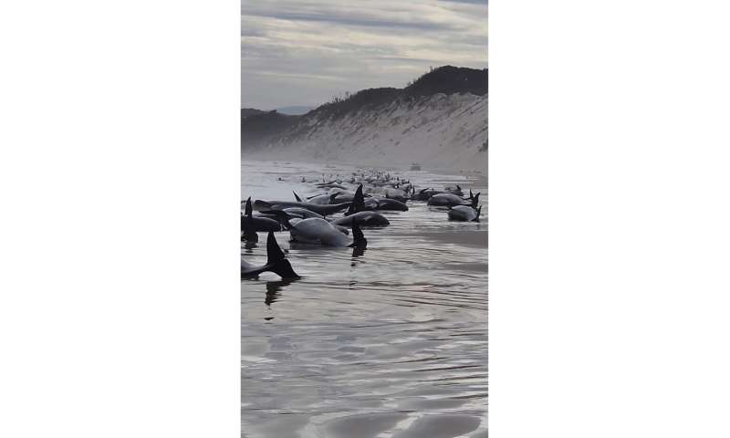 Around 200 stranded whales die in pounding surf in Australia