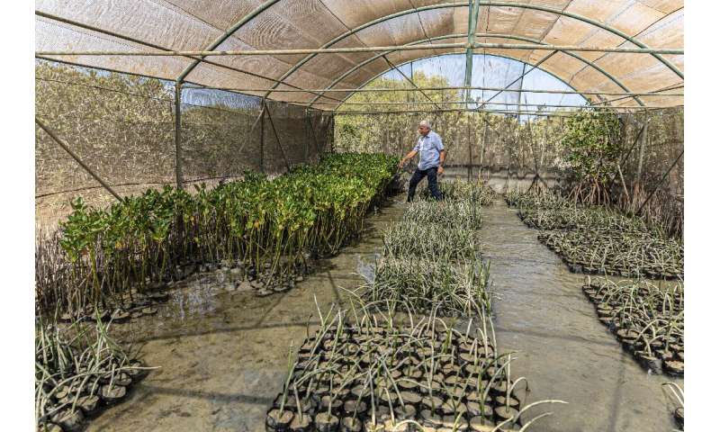 As part of the mangrove reforestation project, seedlings are grown at a special nursery