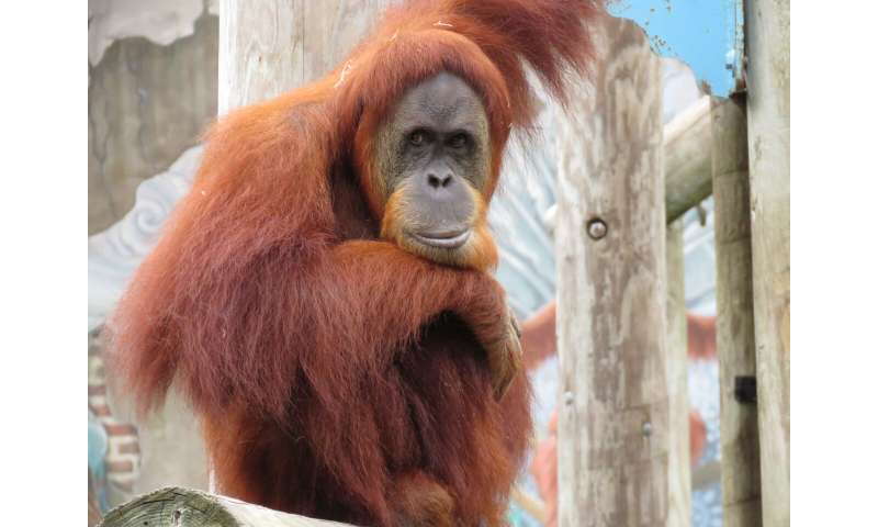 'Baby boot camp' exercises critically endangered orangutan