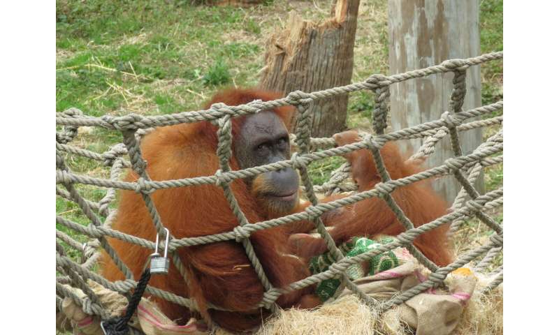 'Baby boot camp' exercises critically endangered orangutan