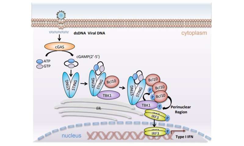 Bcl10 phosphorylation-dependent droplet-like condensation positively regulates DNA virus-induced innate immune signaling