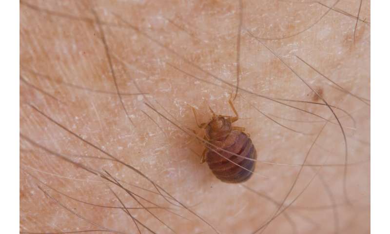 Bedbugs' biggest impact may be on mental health after an infestation of these bloodsucking parasites