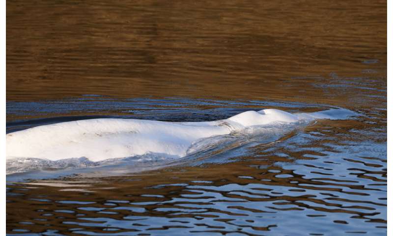 Beluga whale lost in French river euthanized during rescue