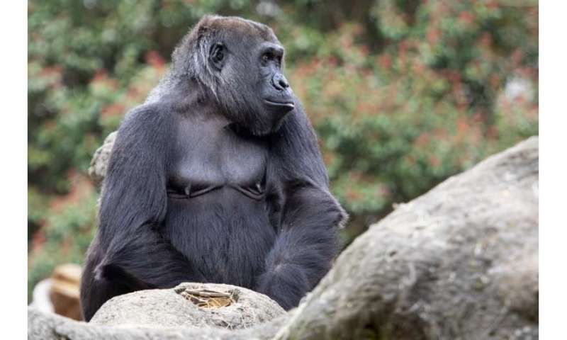 Best of Last Week – Gorillas create new call, an artificial neuron, a synthetic chemical linked to liver cancer