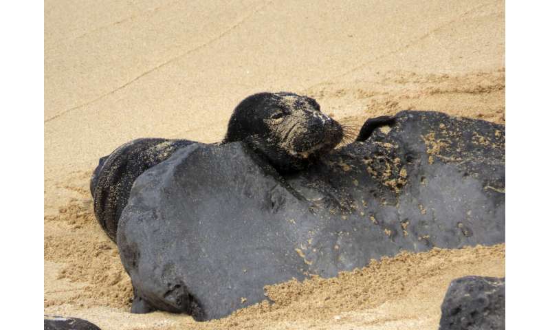 Birth of endangered Hawaiian monk seal caught on camera