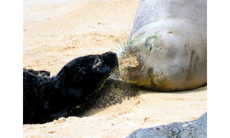 Birth of endangered Hawaiian monk seal caught on camera