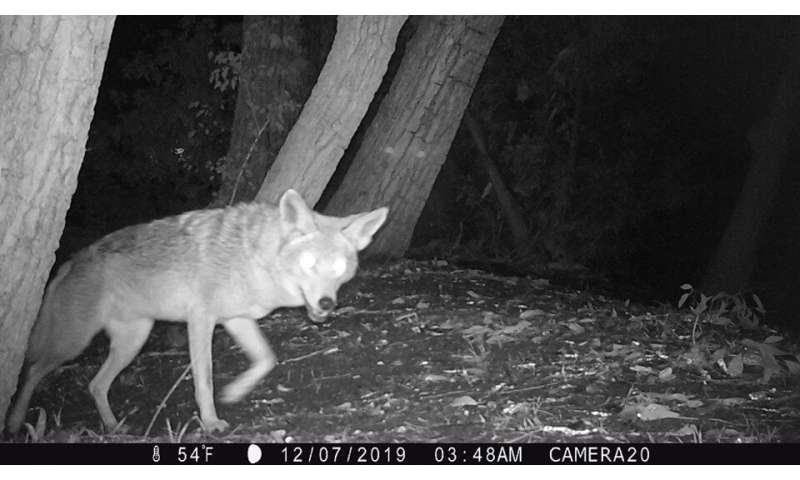 Can cats and coyote co-exist?