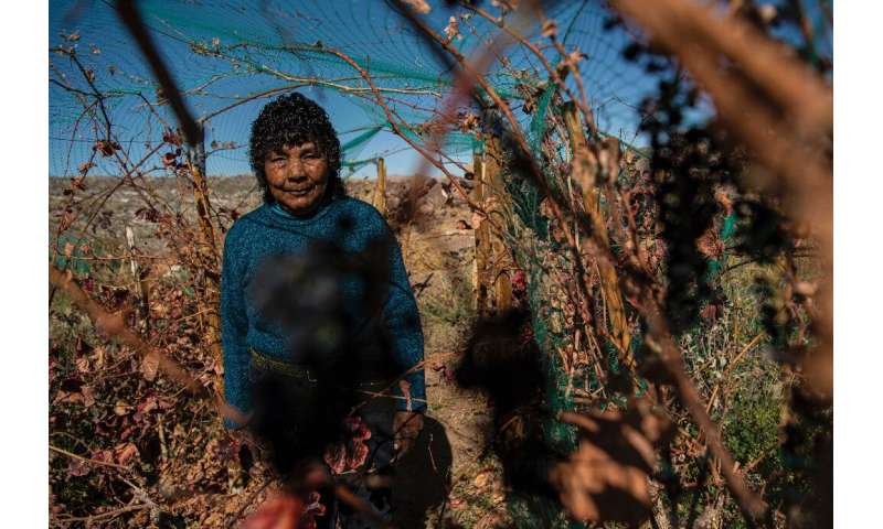 Cecilia Cruz produces syrah and pinot noir grapes on Chile's highest vineyard