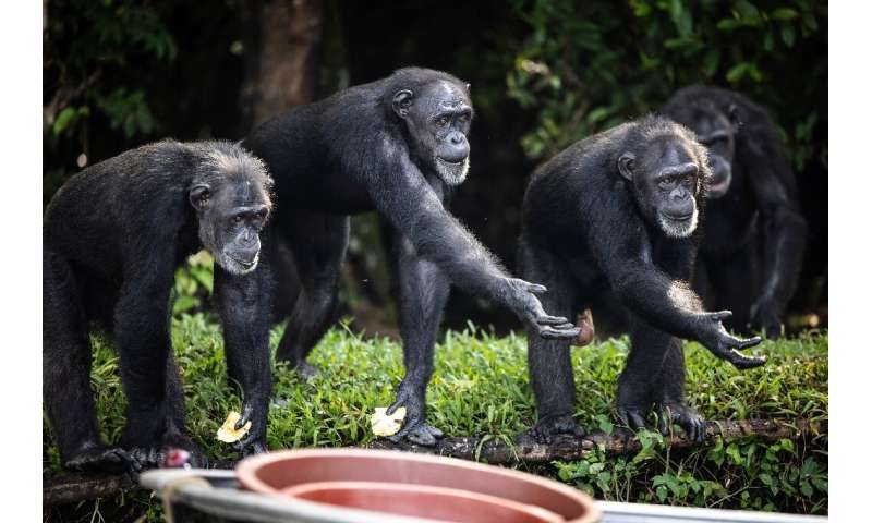 Šimpanzės vienoje iš salų ištiesia rankas, kad gautų maistą